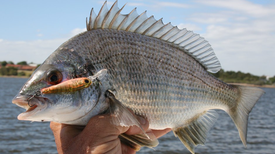 Bream - Fishing Cairns