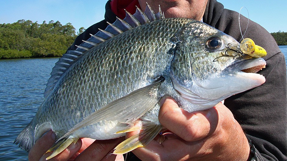 Bream - Fishing Cairns