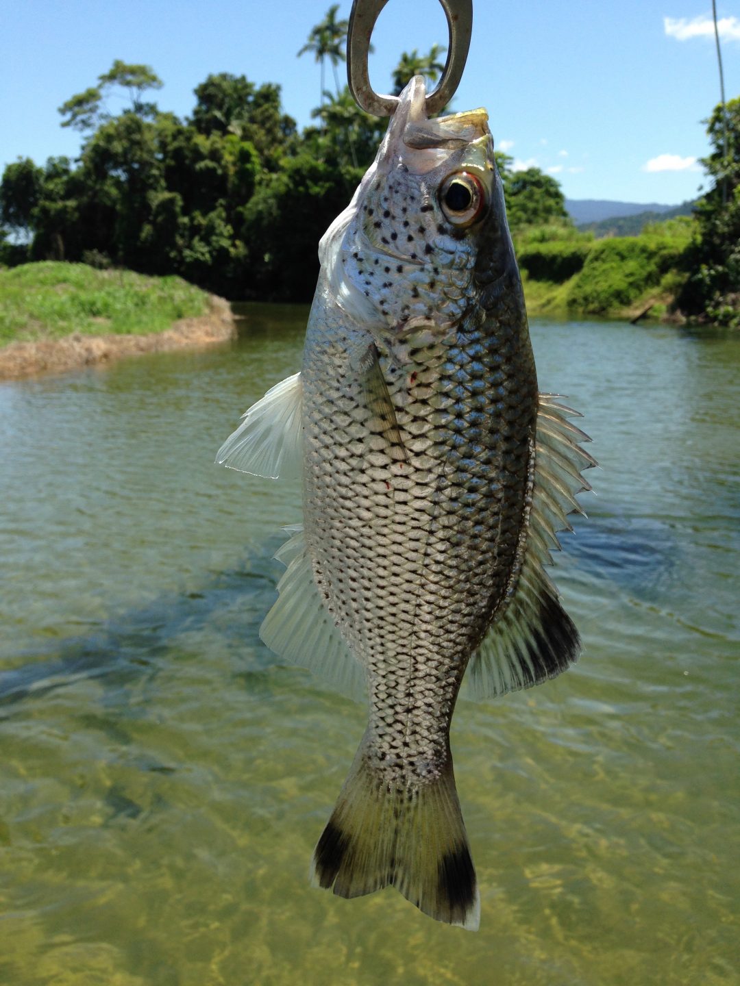 Fish Species Of North Queensland - Jungle Perch