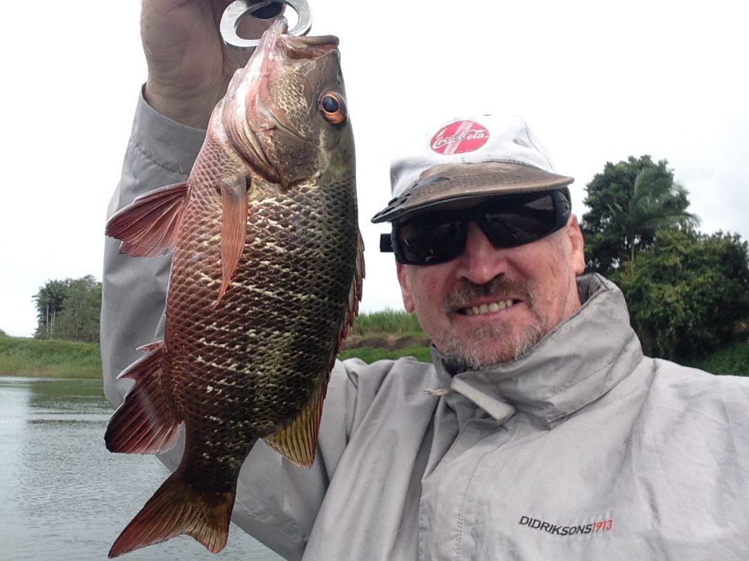 Fish Species Of North Queensland - Mangrove Jack