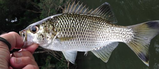 Fish Species Of North Queensland - Jungle Perch