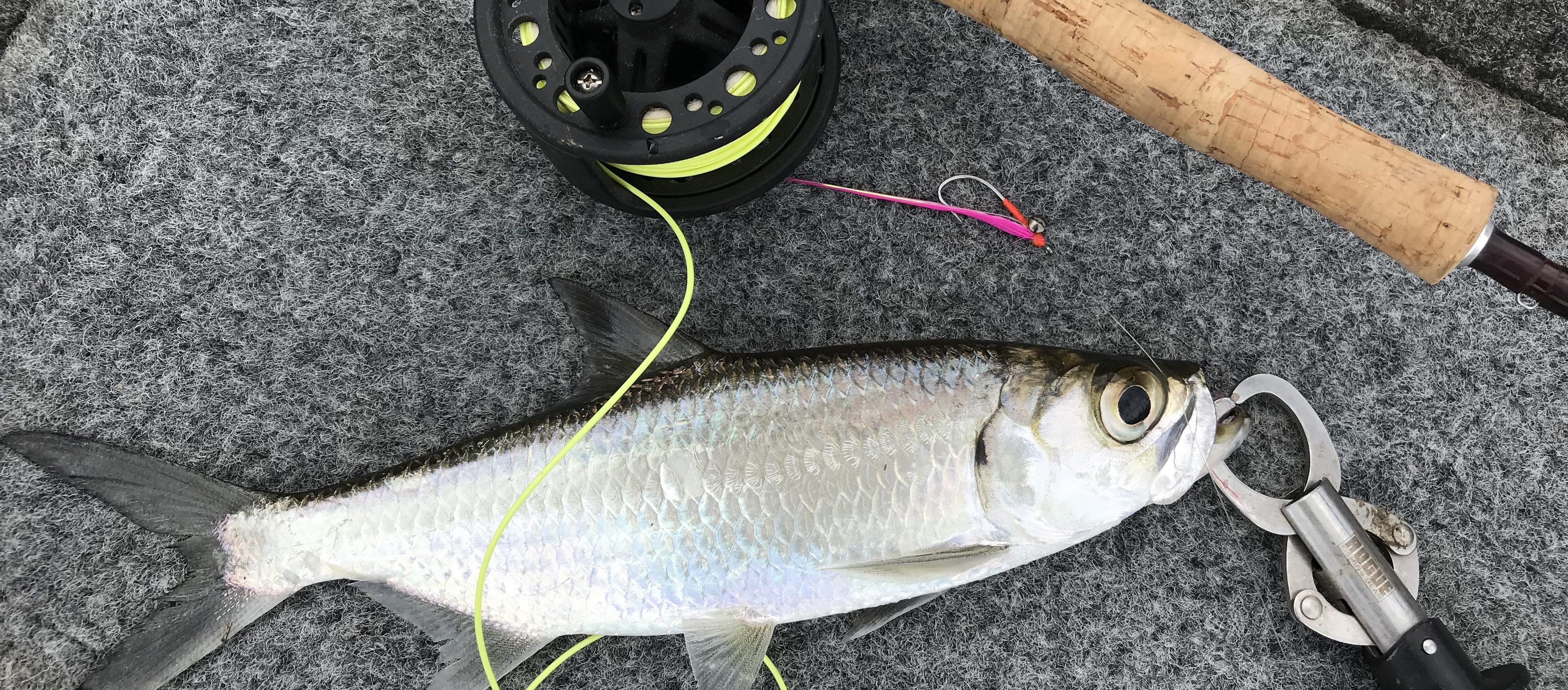 Fly Fishing - Fishing Cairns