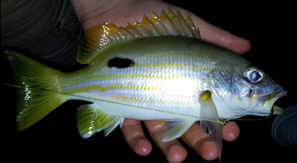 moses-perch-fishing-cairns